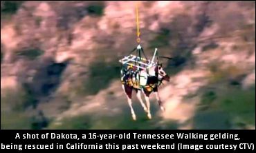 VIDEO: Horse Flies For Three Miles