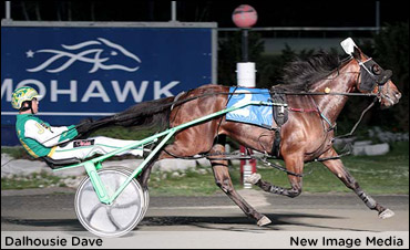 'Summertime' Stakes Record For Dalhousie Dave