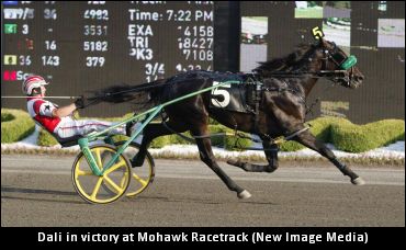 Dali To Stand Stud In Ontario