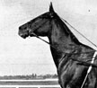Grand Occasion: The Day Dan Patch Raced at Fort Erie