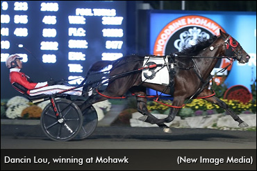 Dancin Lou To Stand Stud