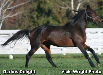 Darlins Delight Preps For Betsy Ross Final