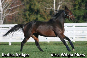 Darlins Delight Clicks At Chester 