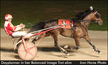 Filly Stays Perfect In Balanced Image Elims