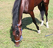  Sunshine In The Shadows For Owner Dave Ratchford