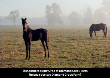 Successful Diamond Creek Open House