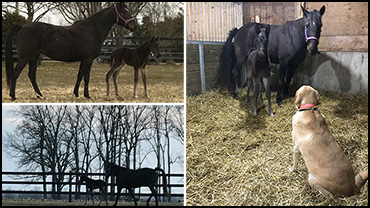 Standardbreds In The Classroom
