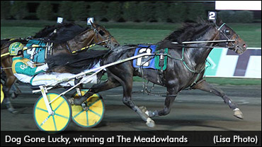 'Family Horse' Continues To Shine