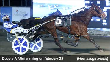 Double A Mint Circles Mohawk Mares