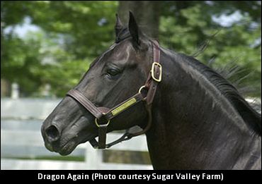 Dragon Again Book Full, Closed