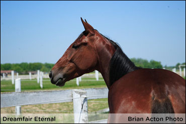 Dreamfair Eternal Returns