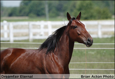 Lucky No. 7 For Dreamfair Eternal