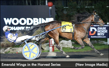 Harvest Winners Anchor Mitchell Triple