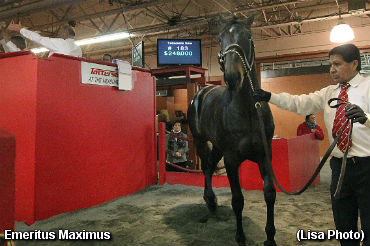 Emeritus Maximus Tops January Mixed Sale