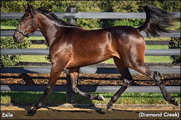 Exile Tops Opening Of Lexington Sale