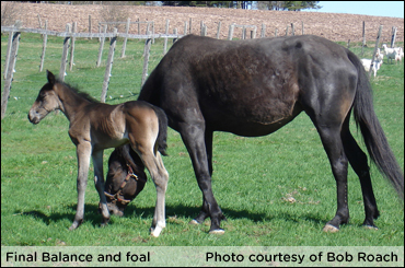 Final Balance’s First Foal 