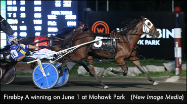 Import Firebby A Downs Mohawk Mares