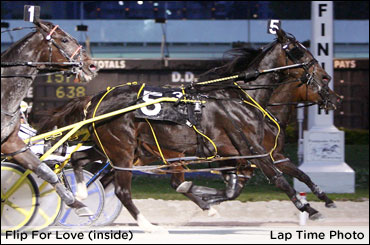 Wild Mares Open To Flip For Love