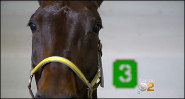 Foiled Again The Focus Of CBS NY