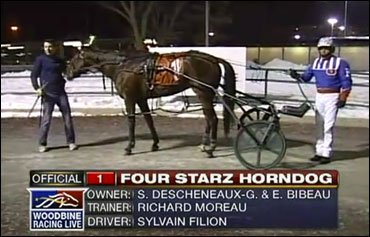 Four Starz Horndog Undefeated In Canada