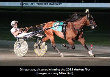 Gimpanzee Swinging Into The Spotlight