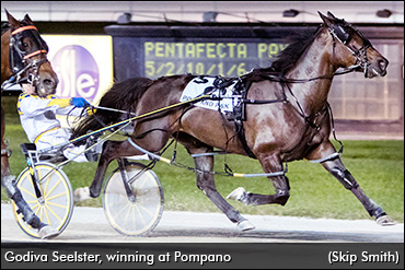 Godiva Seelster's Streak Hits 81