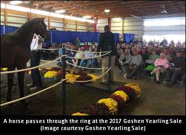 Previewing The Goshen Yearling Sale