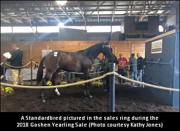 Goshen Yearling Sale Recap