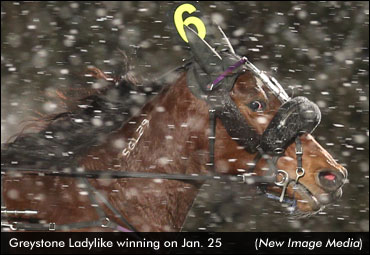 Greystone Ladylike Wins WEG Preferred