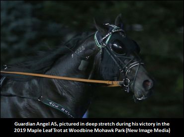 Guardian Angel AS Looks For MLT Repeat