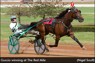 Guccio Retired, To Stud