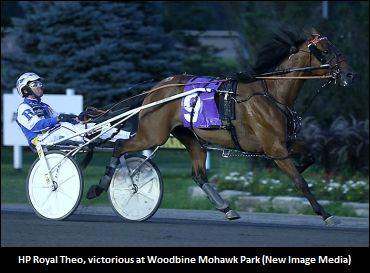 HP Royal Theo Seeking Goodtimes Crown