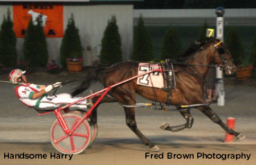 'Harry' Is Handsome In Tioga Series