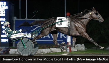Fields Set For Milton & Maple Leaf Trot