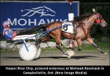 Harper Blue Chip Surfaces