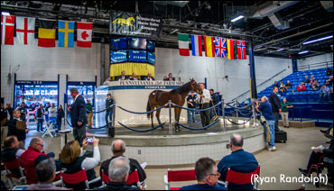 Yearling Sale Wraps Up In Harrisburg
