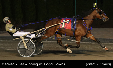 Ontario Filly Stars In Tioga Series