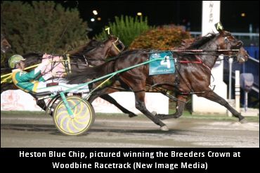 Heston Blue Chip To Winbak N.Y.