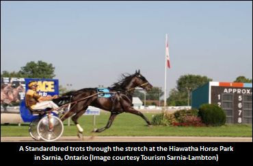 Filly Poised For Grassroots Upset Filly Poised For Grassroots Upset