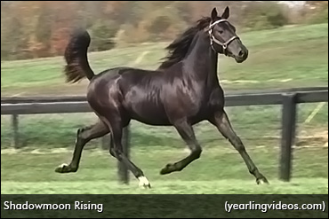 ‘Shadowmoon’ Tops Day 3 At Timonium