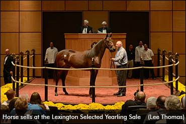 Solid Increases At Lexington Selected Sale