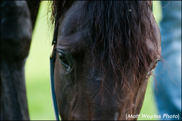 Professor To Study Equine Therapy