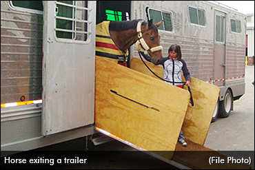 Transporting Horses To Canada