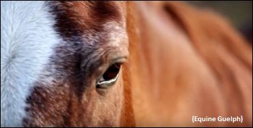 Equine Stress Indicator Analyzed