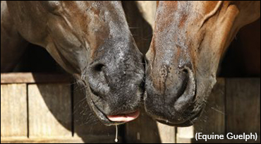 GRAS Supports Equine Guelph Programs