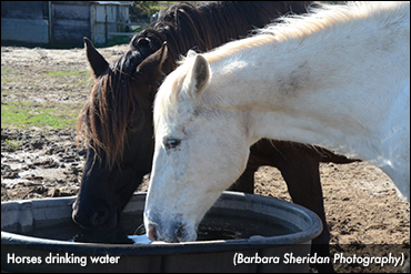 Winter Water Woes And Colic Prevention