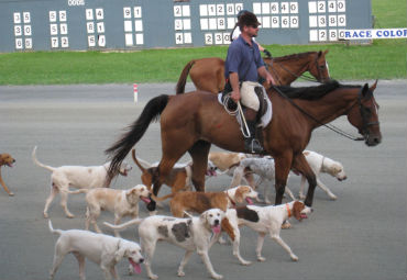 Dog Day Derby Coming To Goshen