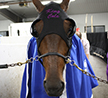 Family First: Both Human & Equine