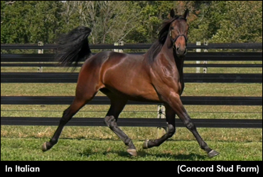 In Italian Tops Harrisburg Sale Opener