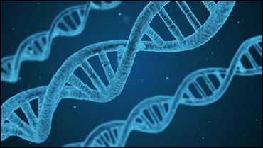 Intelligence Genes In Trotters Detected